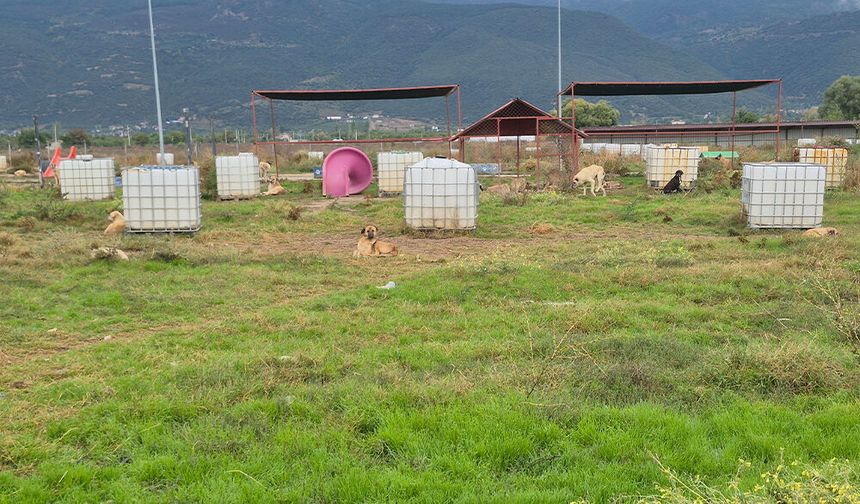 Takipçi Yorumunun Ardından Barınağa Gittik: Can Dostlar Güvende