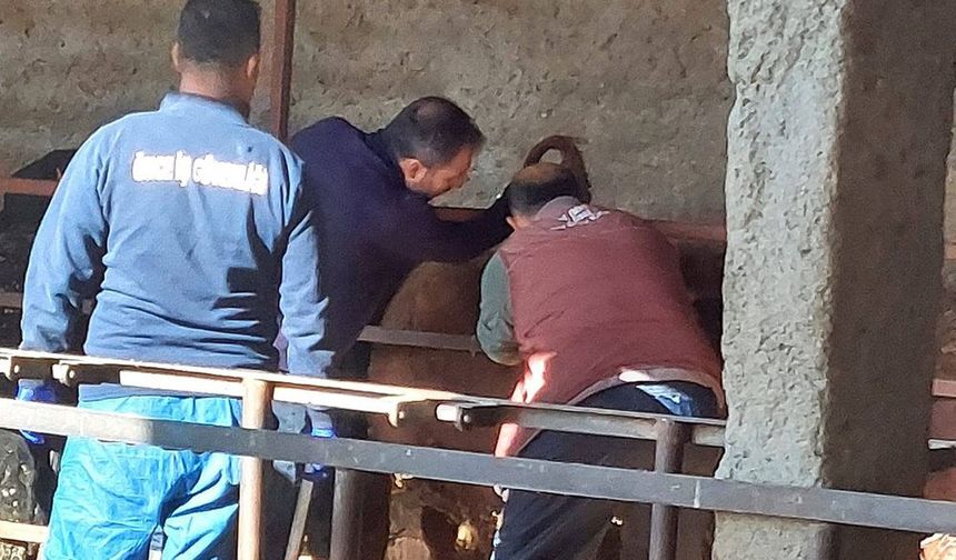Akşehir’de İthal Besilik Hayvanlara Sağlık Kontrolü
