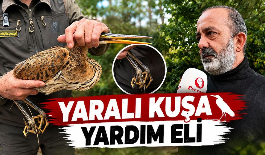 Yaralı Balıkçı Balaban Kuşu Koruma Altına Alındı