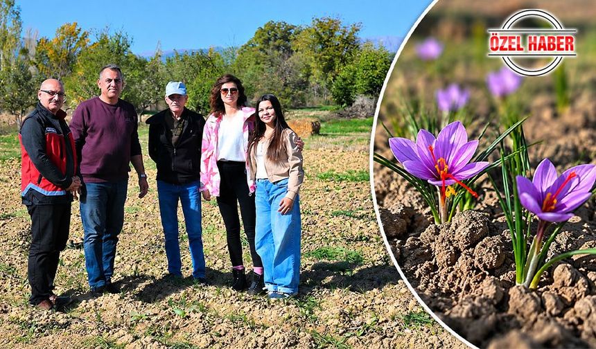 Yazla Mahallesi’nde Safran Heyecanı