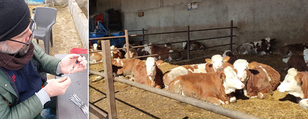 Büyükbaş Hayvan Şap Aşıları Devam Ediyor