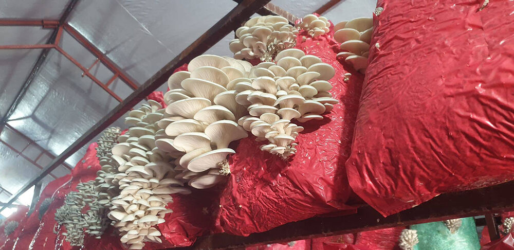 Ilçe Tarım (1)-15